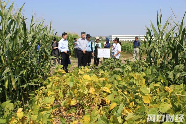 哪种大豆适合青岛种植？滴灌水肥一体化能增产多少？青岛举行秋季农作物新品种新技术观摩会