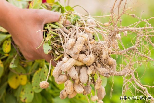 花生怎么种植，你知道吗？原来还有这么多讲究的！