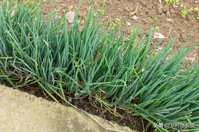 韭菜、小葱这样种植和管理，叶子黑绿，越长越粗壮、越茂盛