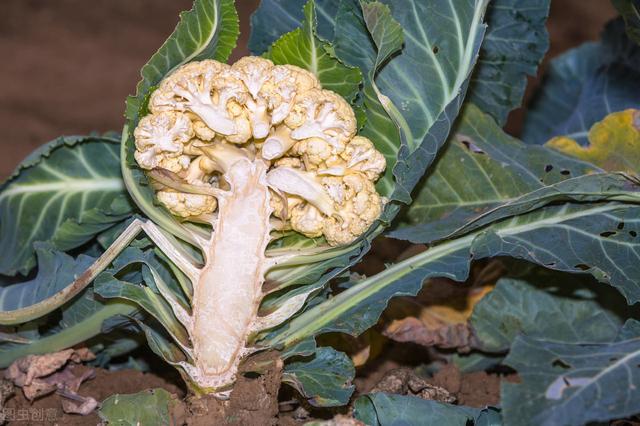 花椰菜种植栽培技术，与田间管理要点，你了解多少