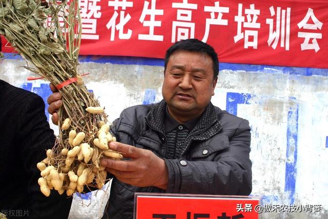 花生想高产，重点打好3遍肥和药，但要掌握好喷打时间与配方技巧