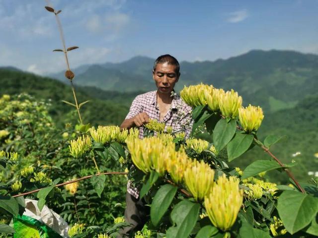 市场需求量大，收益稳定，适合新手种植的中草药