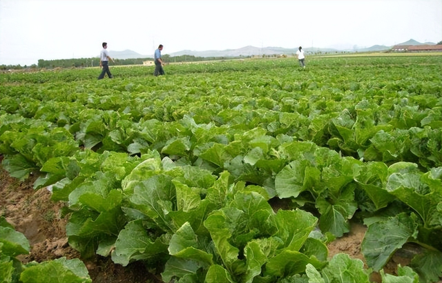 大白菜种植技术：种植时间、播种育苗、定植、蹲苗的管理方法