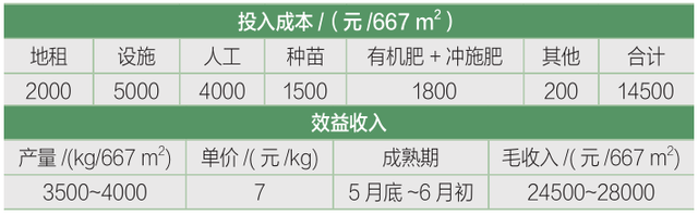 春大棚小型西瓜‘超越梦想’优质高效栽培技术