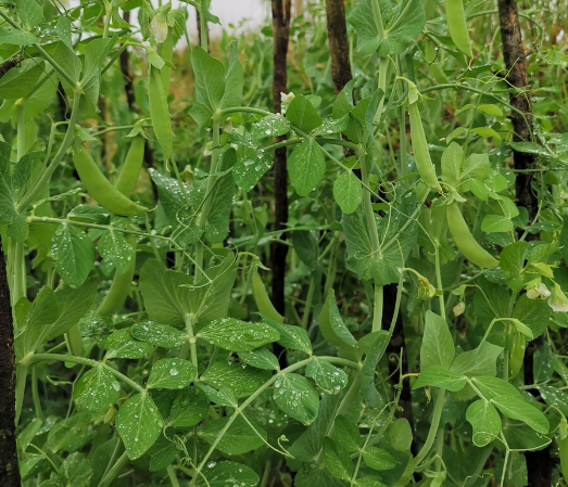 如何利用日光温室，实现早春菜豆间作萝卜一秋芹菜高效栽培？