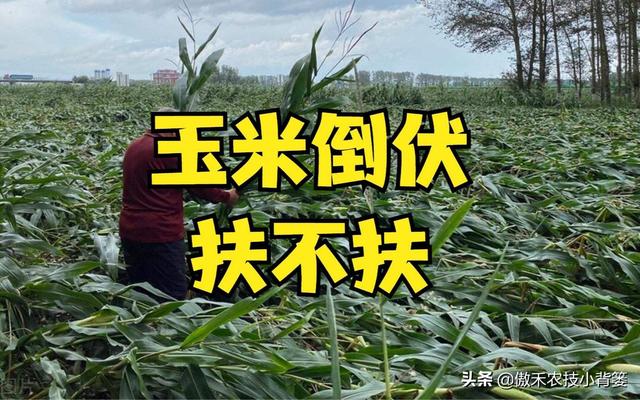 玉米怎样种植管理才能更高产？建议农民重点抓好这4点