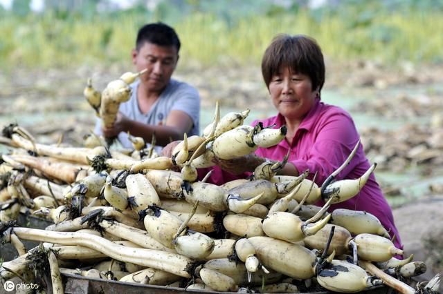 种植莲藕一亩竟然高达15000元，他是怎样管理的呢