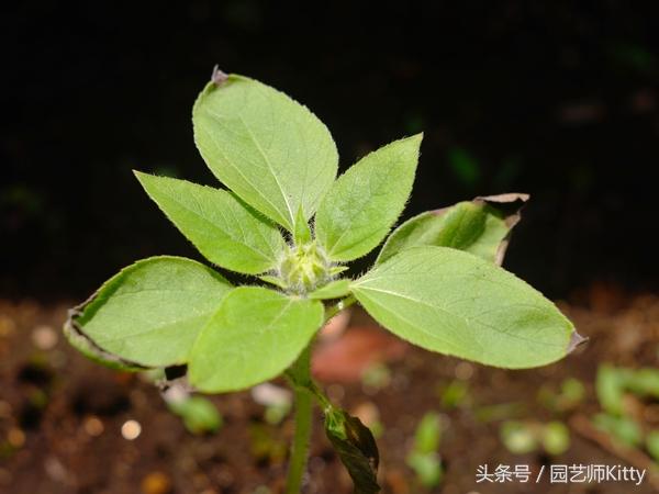 小院种植向日葵全过程实录，送给女朋友最好的礼物！