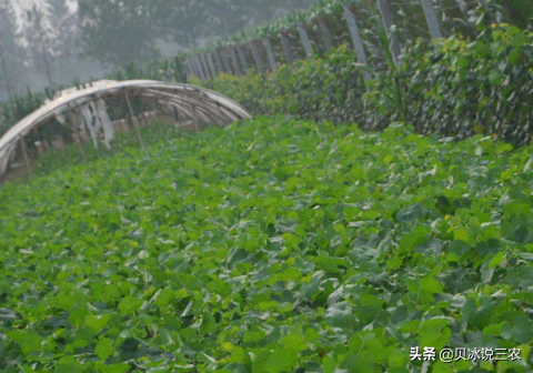 啤酒花栽培分雌雄，教你栽培要诀，增加商业价值