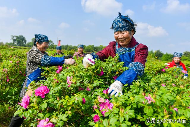 不花钱、不打药、绿色环保无公害，10个方法巧治植物病虫害