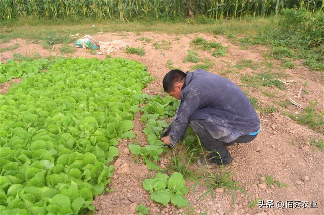 大白菜种植有技巧，移栽前做好2件事，产量高还少见病虫害