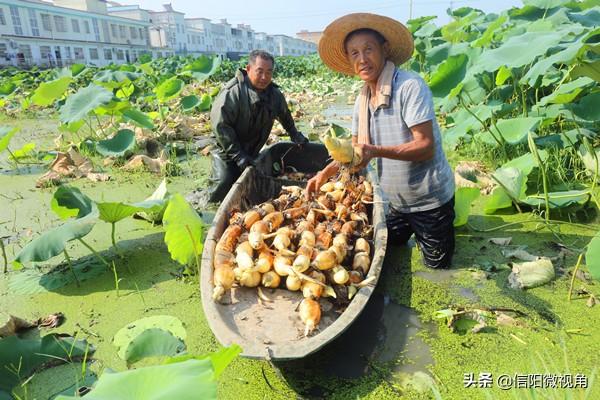 河南光山县：数百亩珍珠莲藕喜获丰收（组图）