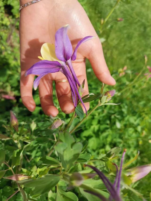 北方特耐寒的耧斗菜，花朵模样清奇，养院子里百看不厌