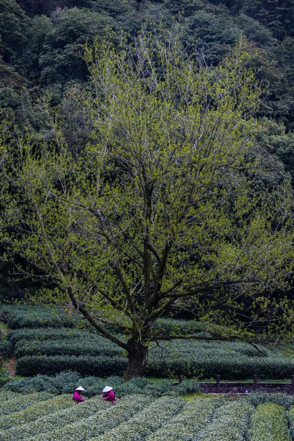 西湖龙井“明前茶”开采