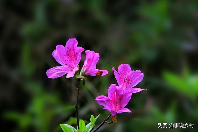 花卉种植技巧：花卉中地位极高的映山红种植方法，以及病虫害防治