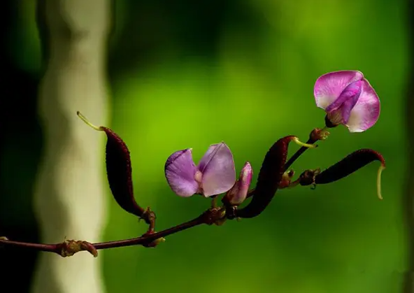 如何利用日光温室，实现早春菜豆间作萝卜一秋芹菜高效栽培？