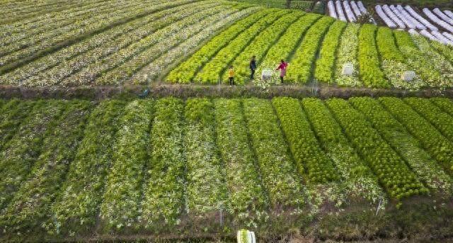 冬天这些蔬菜种植正合适，天气越冷长得越好，露地家庭全能种