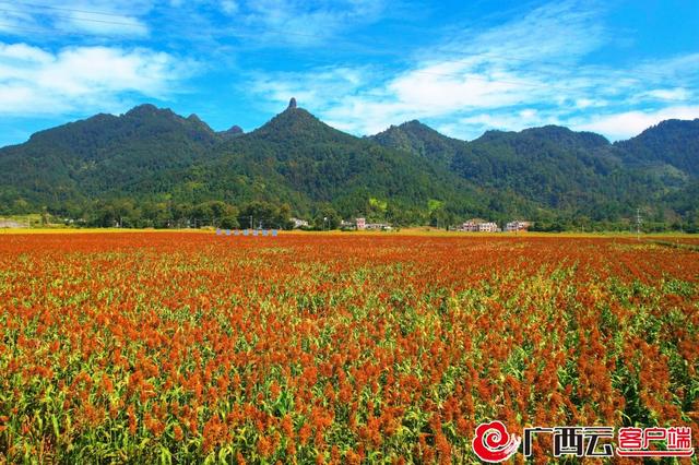 河池南丹：五百亩高粱地成为网红打卡热点