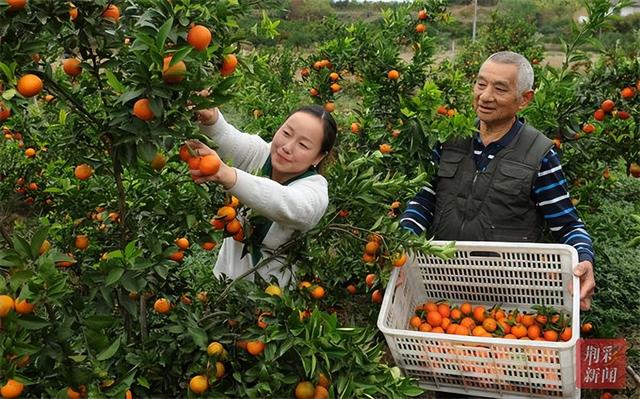 松滋市：红橘飘香乐“万家” 寒冬时节橘农忙