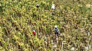 向日葵种植成本(千亩食葵喜丰收 订单远销全国市场)