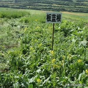 农村如何致富?种植药材篇（1）