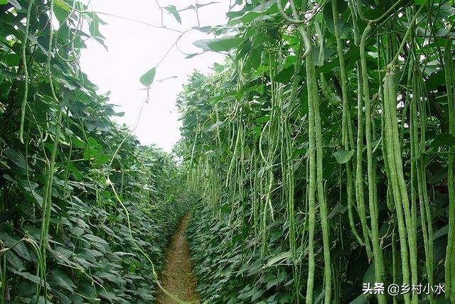 豆角什么时间播种？怎么种产量高？老农教你6招，结豆一茬接一茬