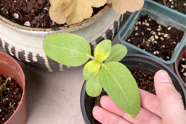 奶油向日葵的种植及养护方法！保姆级教程带你避坑，注意以下几点