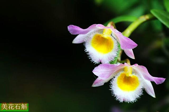 献给父亲节的花 ll 石斛花，玫瑰花、太阳花⋯⋯