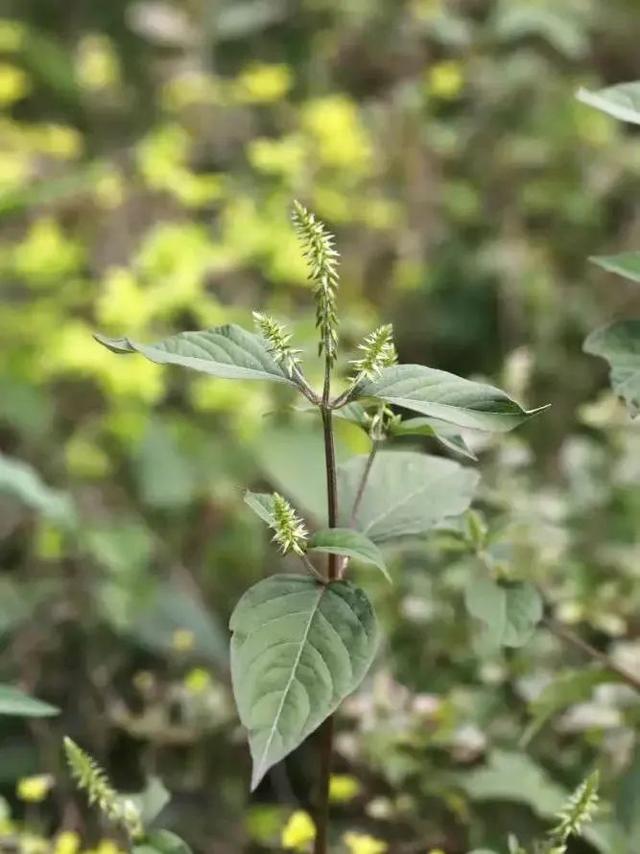 香草魅力：剪下牛膝草的枝干，种在土壤里，它就能生根发芽！