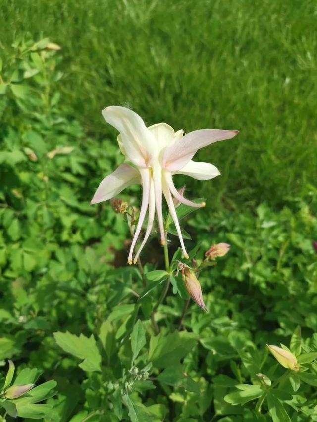 北方特耐寒的耧斗菜，花朵模样清奇，养院子里百看不厌