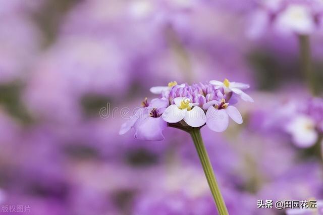 蜂室花的家庭种植方法，简单操作便可花开爆盆，颜值不输绣球花。