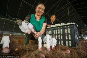 大棚竹荪种植(贵州黔西：大棚竹荪助农增收)