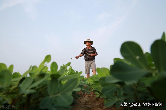 种花生巧施肥，长势好、病害少、果荚多、籽粒饱，增产增收效益好