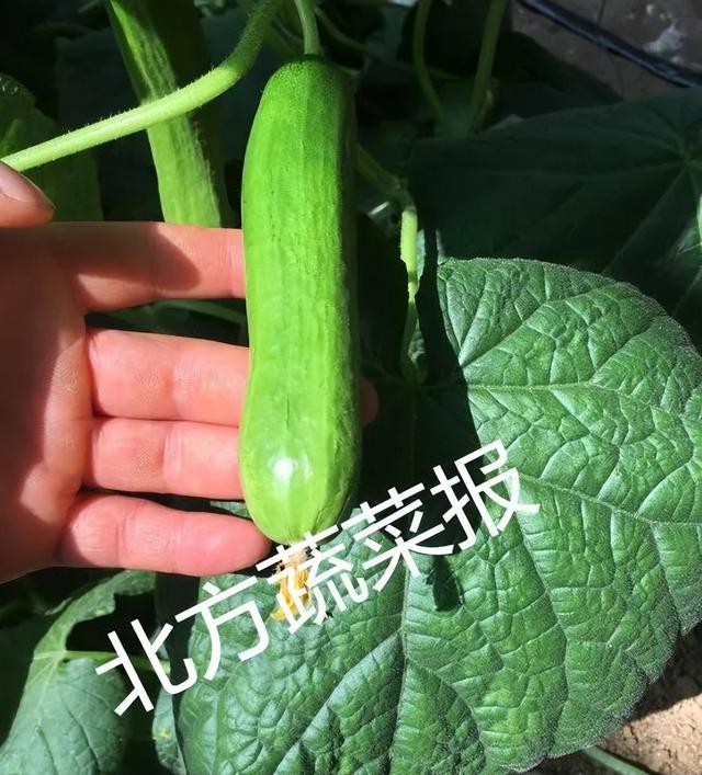 天天蘸瓜、天天摘，越夏小黄瓜不难种！