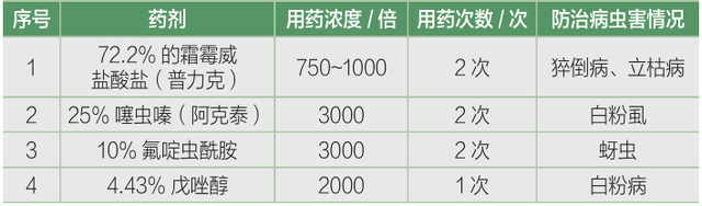 春大棚小型西瓜‘超越梦想’优质高效栽培技术