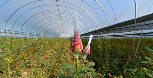 山东济南1000㎡玫瑰种植基地用空气能供暖，环保更经济