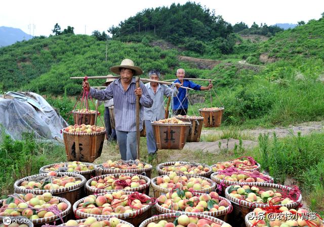 桃树穿孔病危害大、防治难，夏季高温多雨易爆发，桃园要早防早治