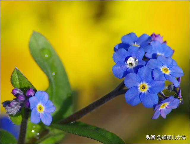 十种象征天空蓝的花草，带你徜徉在宽广无比的蓝色花海中，醉了