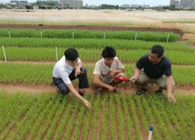 海口市农业局技术指导组前往城西镇大样村开展灾情调查和技术指导