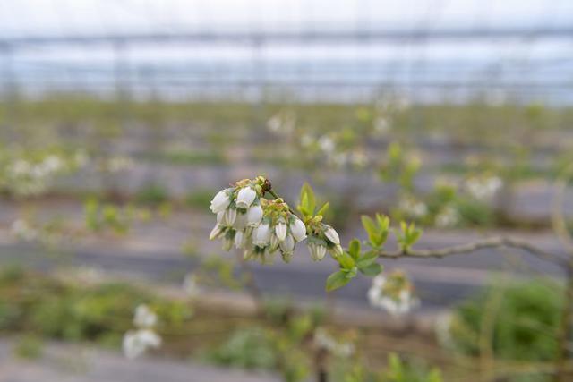 洁白透亮花香阵阵 临沂临沭蓝莓花开为春天增添别样景色