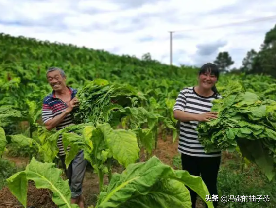 在烟叶种植过程中，土壤以及气候条件提高后，能否提高烟叶质量？