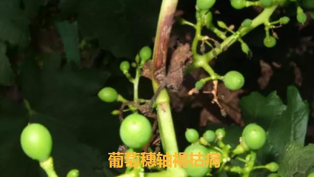 不解决这“4大难题”，你怎样种出优质的巨峰葡萄？