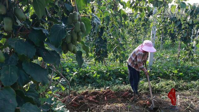 千城百县看中国｜山东枣庄：立体种植混搭新“丰”景