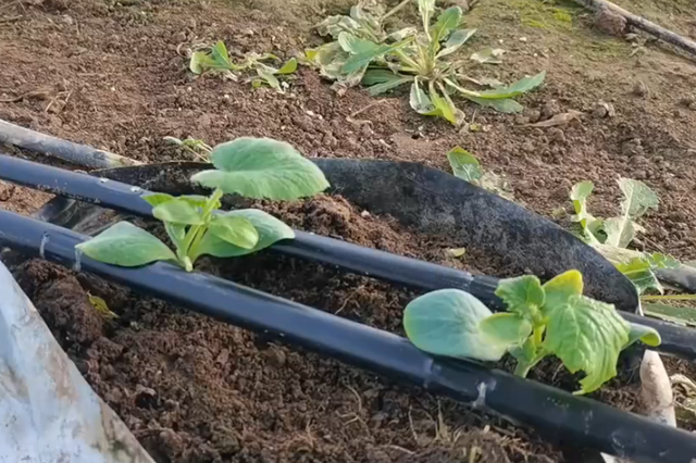 用袋子种植黄瓜，每亩能栽多少棵苗？新手种植要知道