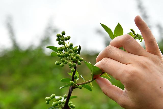 花椒也能扦插，按这3点来做，一根枝条就能种花椒