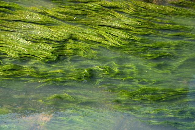 水生植物种子撒水里，沾水就能冒芽吗？