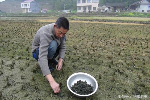 野菜长的像珍珠，无法种植全靠捡，每公斤上千元