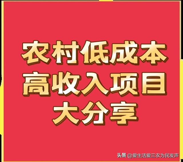 目前农村有哪些低成本高收入项目？这几个就很不错，建议收藏