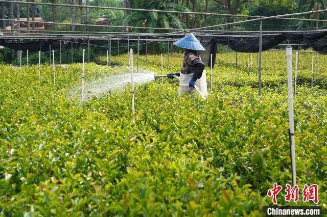 广西特色林业经济发展迅速 优质油茶种苗供不应求