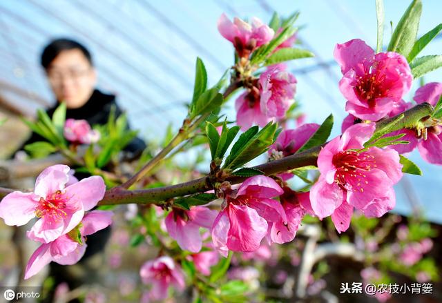 桃树穿孔病危害大、防治难，夏季高温多雨易爆发，桃园要早防早治